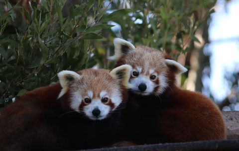 Tasmania Zoo - Tourism Brisbane 1