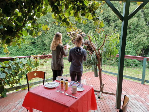 The Aussie Stop Offering Breakfast With Koalas - Accommodation Noosa 2
