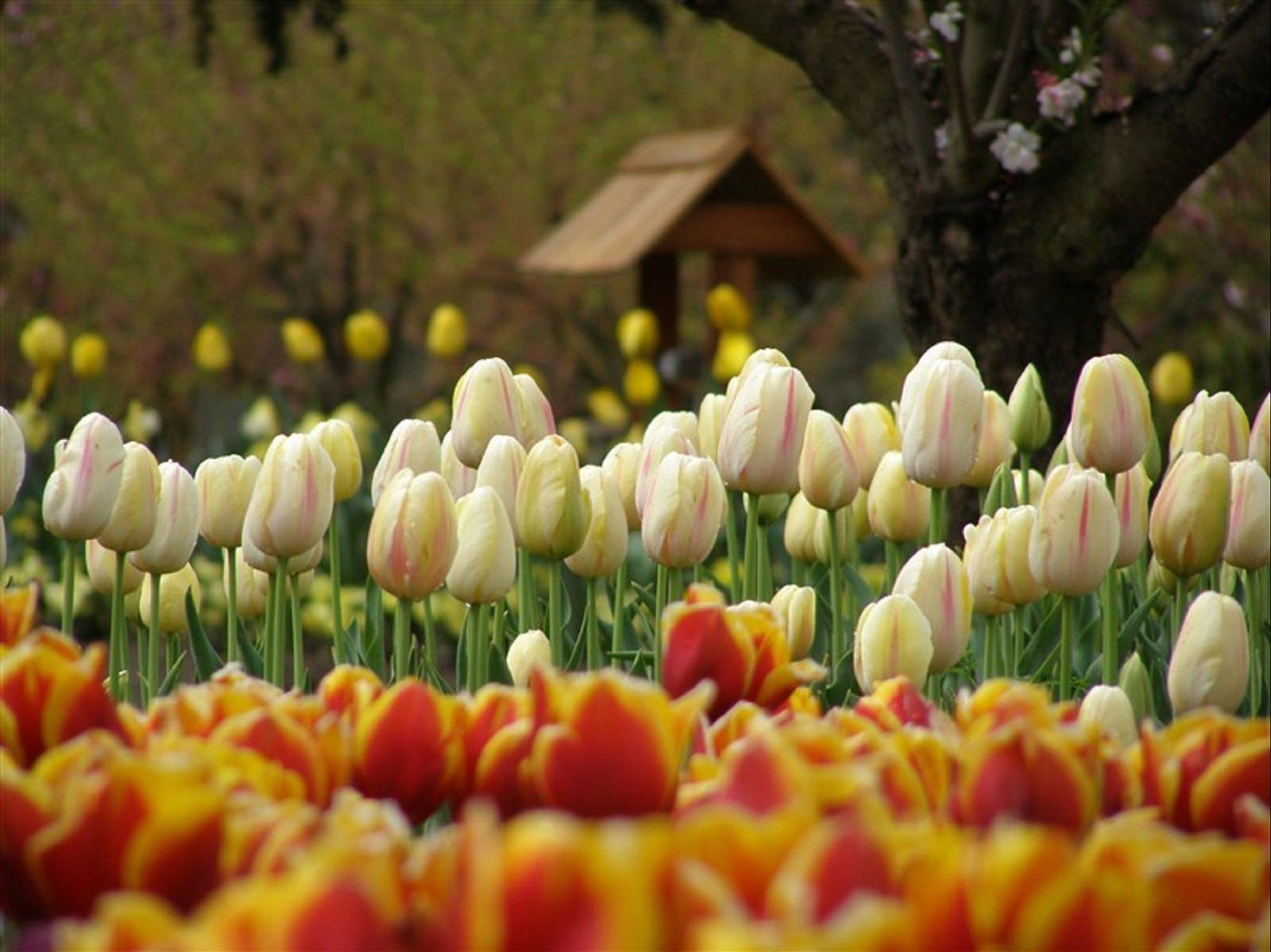 Tulip Top Gardens Logo and Images