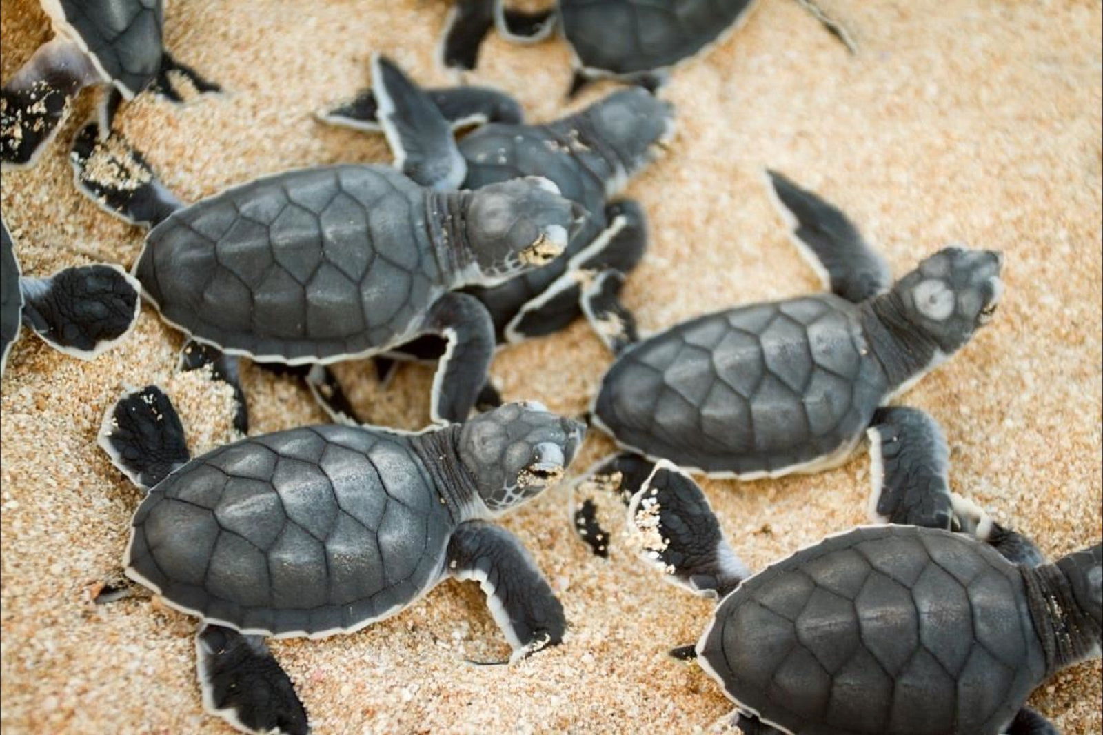 Turtle Nesting Season - thumb 0