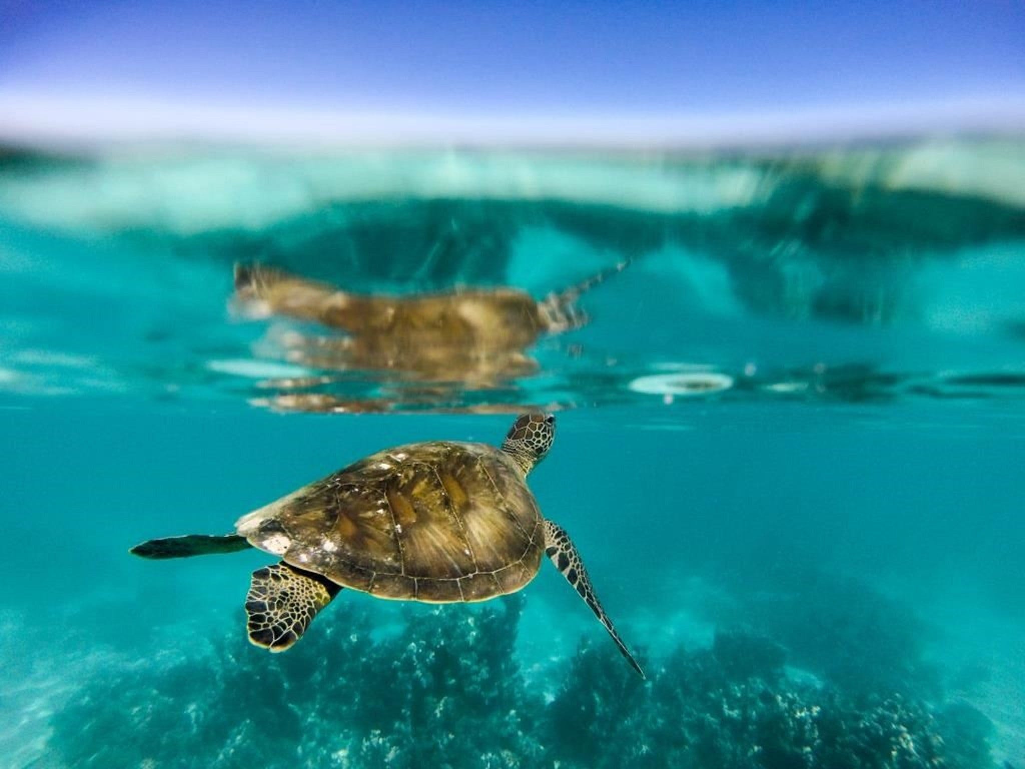 Turtle Nesting Season - thumb 1