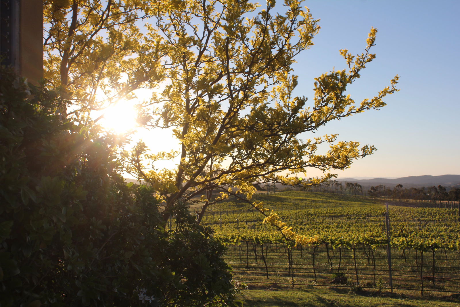 Wine Trail: Queanbeyan-Palerang - thumb 1