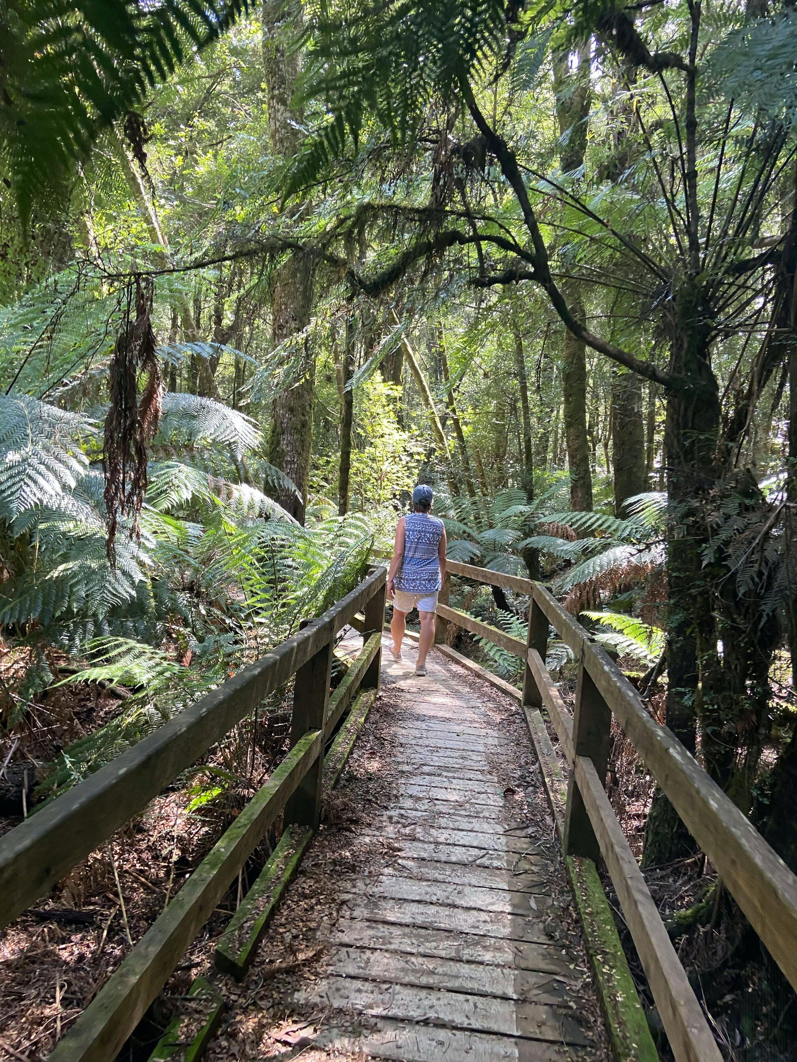 Wirrawilla Rainforest Walk Logo and Images