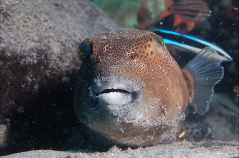 Amity Point Dive Site - Attractions Perth 0