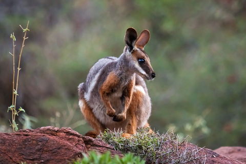 Arkaroola Wilderness Sanctuary - Accommodation Brisbane 0