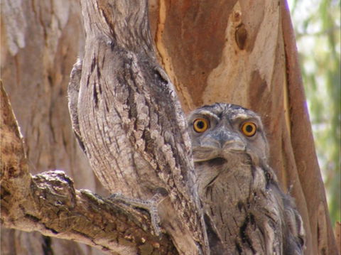 Bird Watching In Narrandera - Accommodation Broken Hill 2