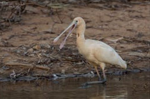 Bird Watching At The Goan Water Hole - Accommodation Find 0