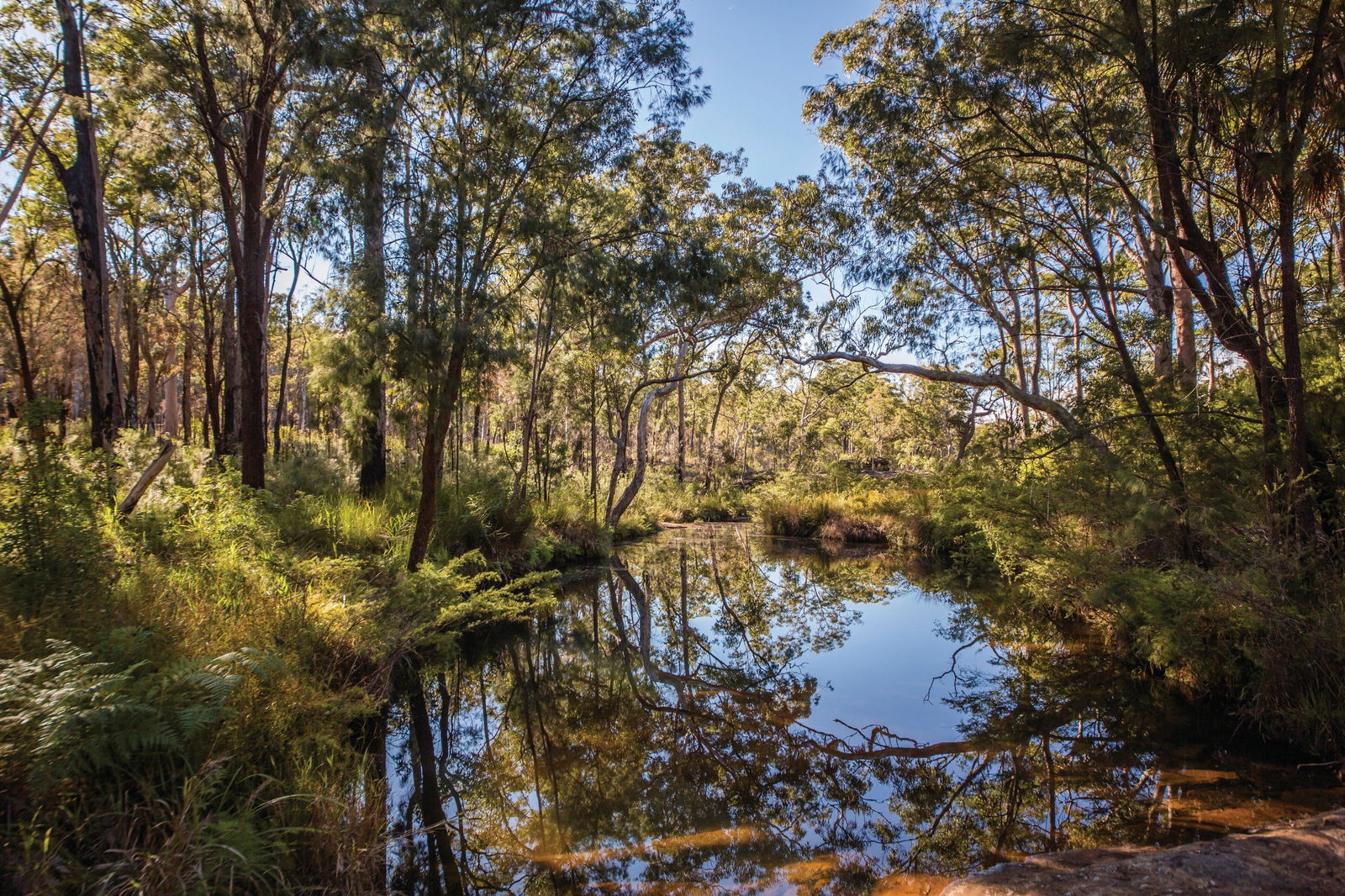 Blackdown Tableland National Park Logo and Images