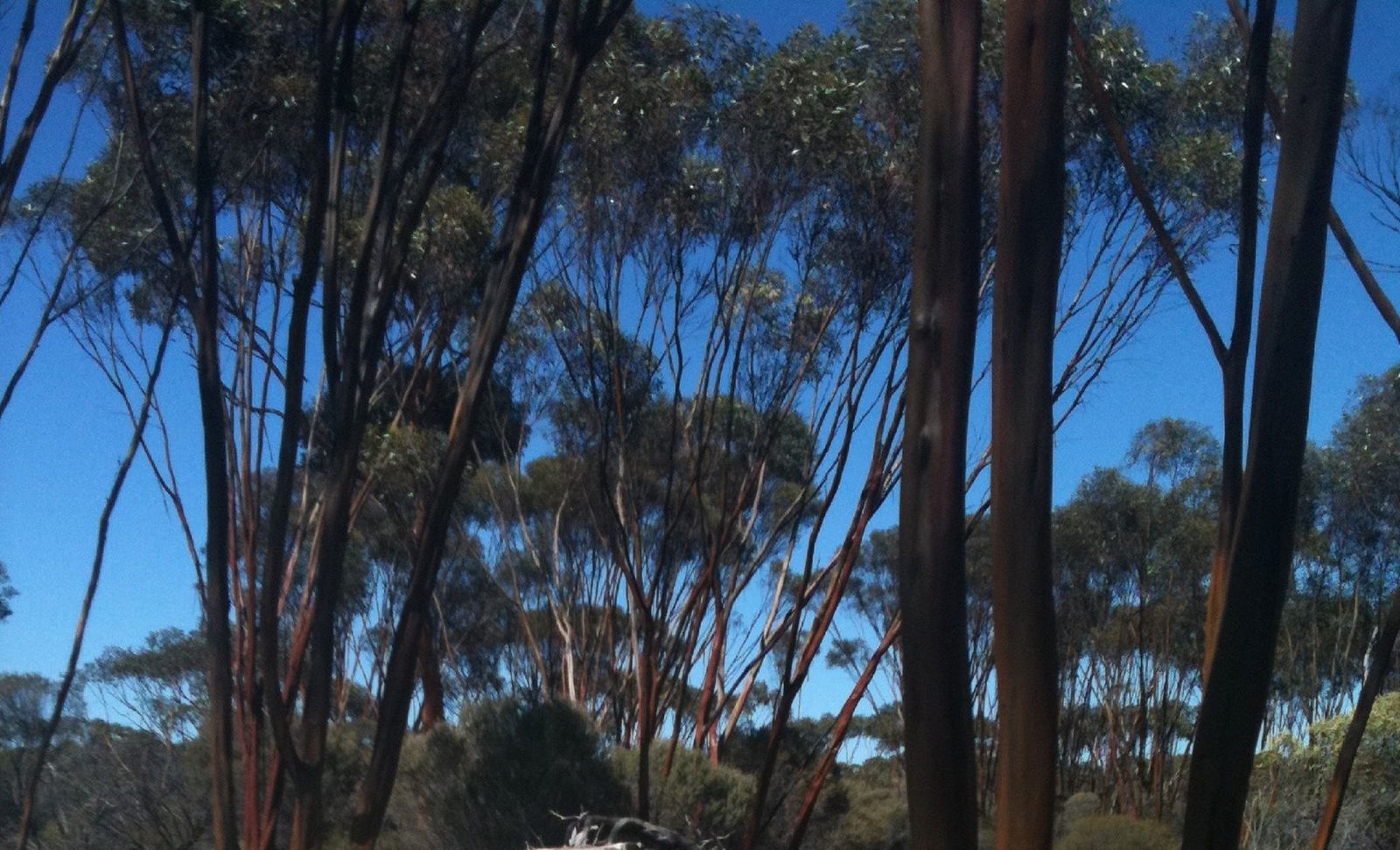 Boorabbin WA Sunshine Coast Guide