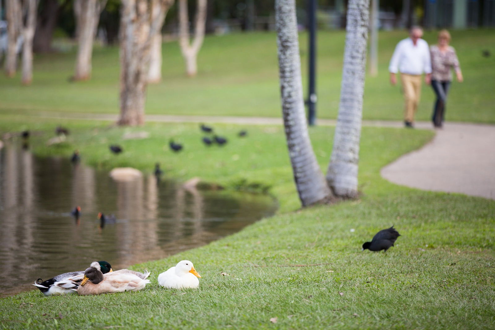 Centenary Lakes Park Logo and Images
