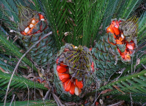 Chaelundi National Park - Accommodation QLD 1