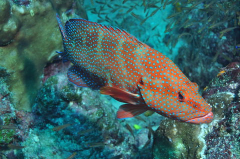 Cobia Hole Dive Site - Accommodation Georgetown 0