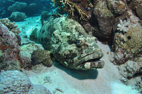 Cobia Hole Dive Site - Accommodation Georgetown 1