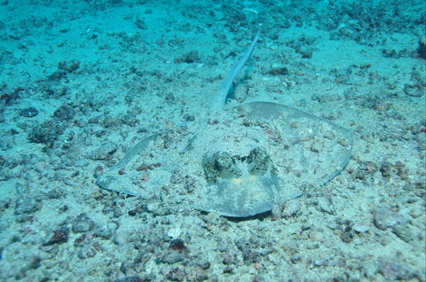 Cobia Hole Dive Site - Accommodation Georgetown 2