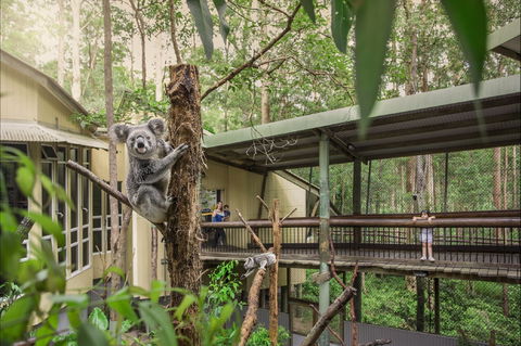 Daisy Hill Koala Centre - Accommodation Broken Hill 0