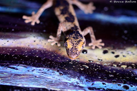 Discover Deadly - Holiday Jervis Bay 2
