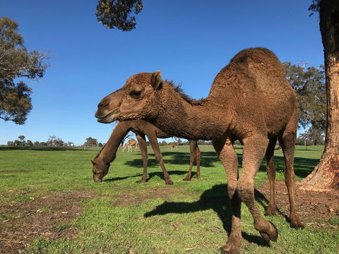 DromeDairy Body And Skin - Hervey Bay Accommodation 2