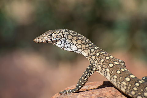 East MacDonnell Ranges - Mackay Tourism 1
