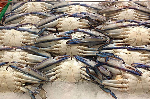 Fish And Fowl - Accommodation QLD 1