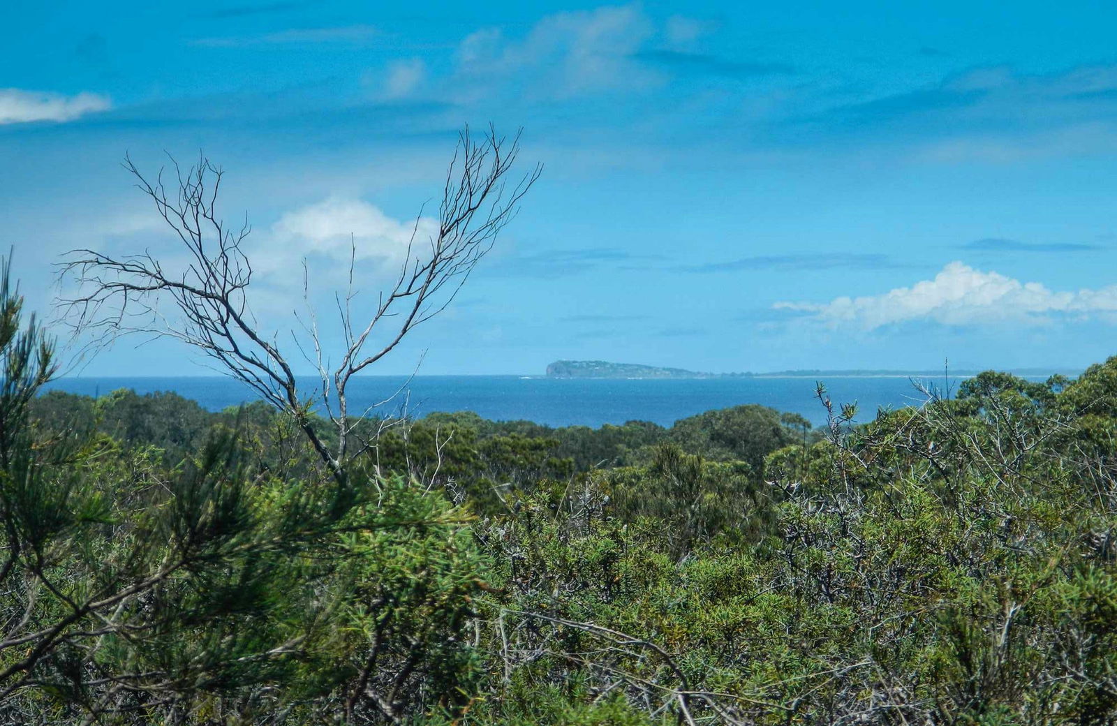 Forest Walking Track, Crowdy Bay National Park Logo and Images