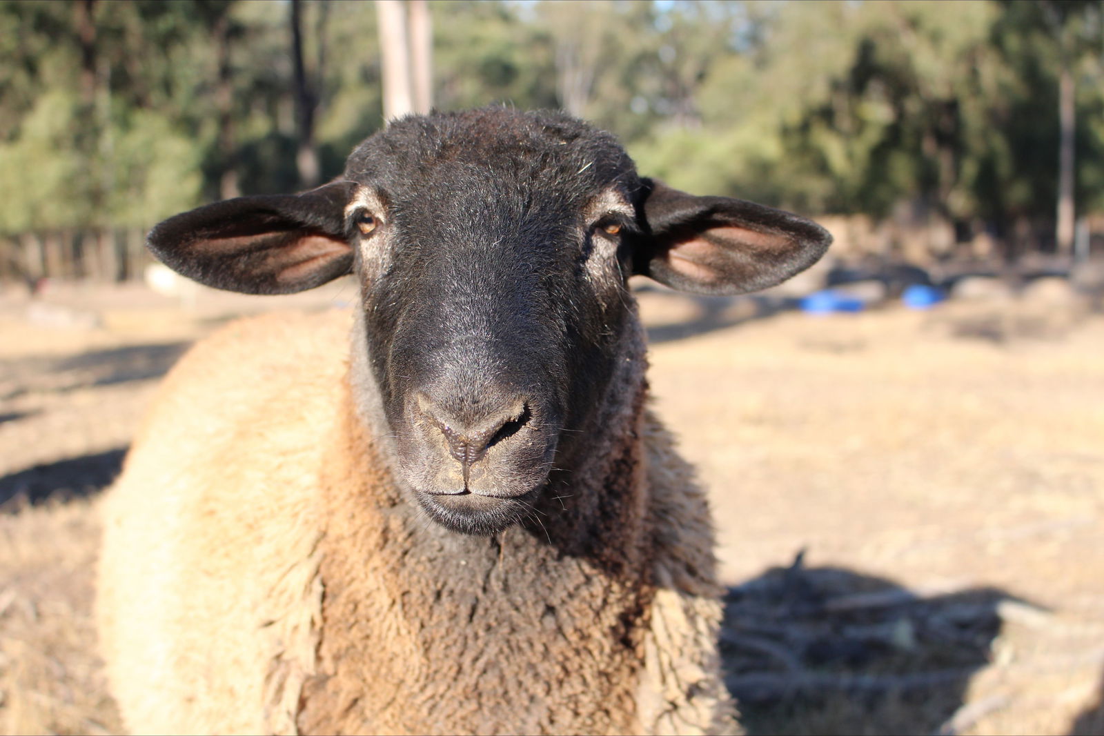 Haigslea EWE Nique Hobby Farm Logo and Images