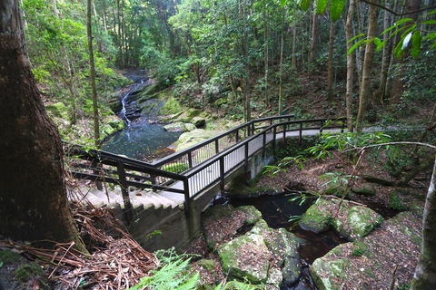Kondalilla Falls Circuit, Kondalilla National Park - Sunshine Coast Guide 2