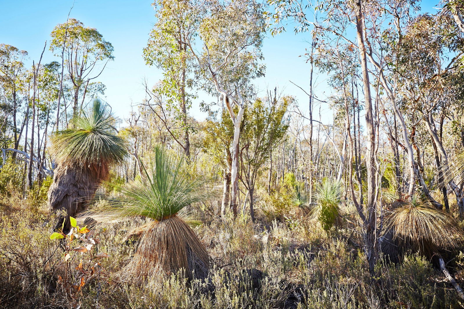 Mt Glenrowan Lookout Walk Logo and Images