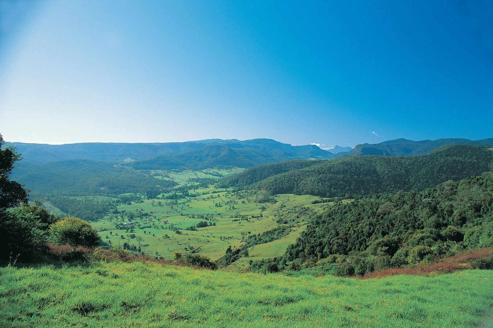 Numinbah Section, Springbrook National Park Logo and Images