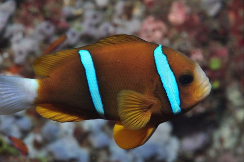 Nursery Reef - Whitsundays Tourism 0