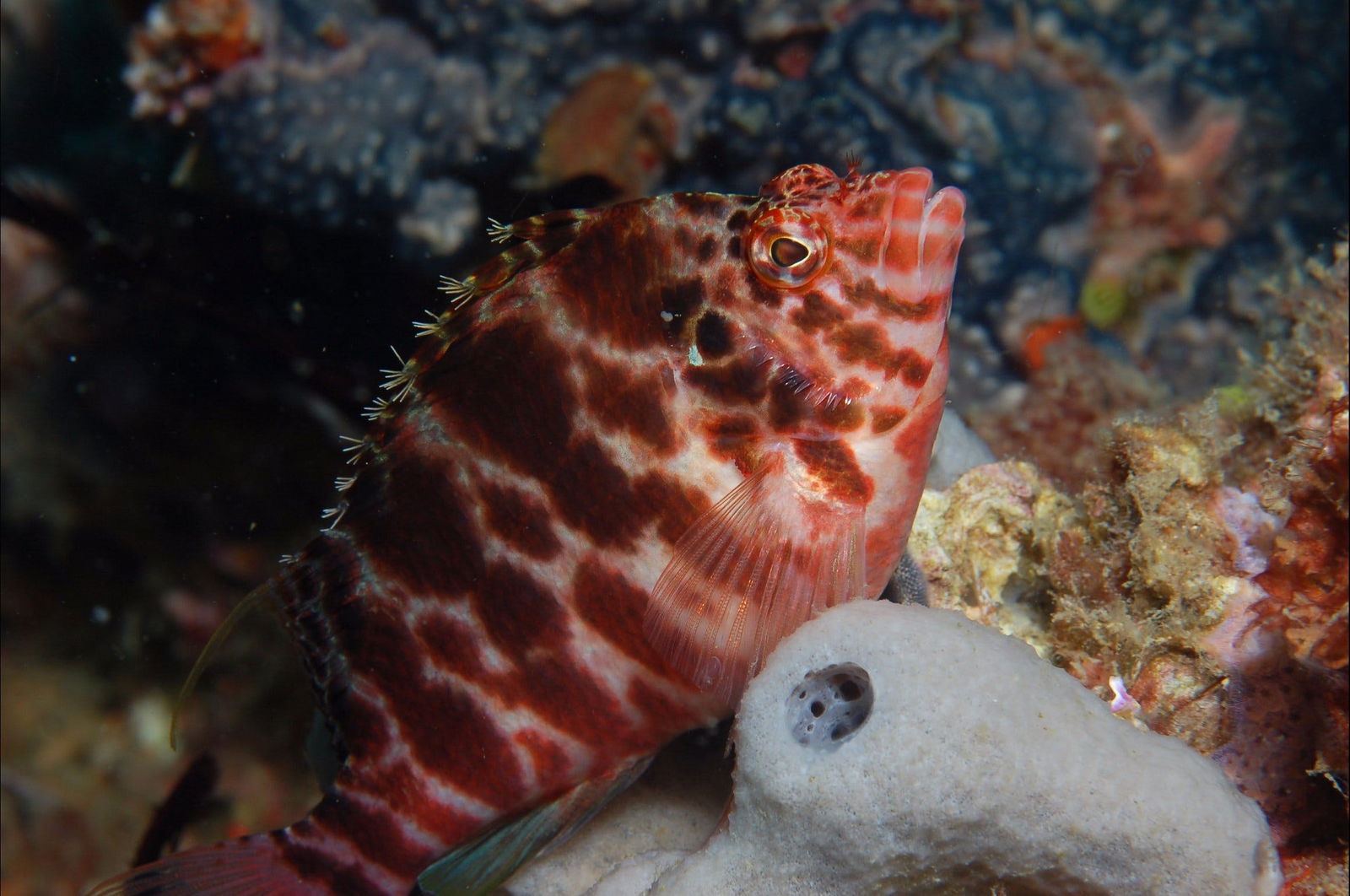 Nursery Reef Logo and Images