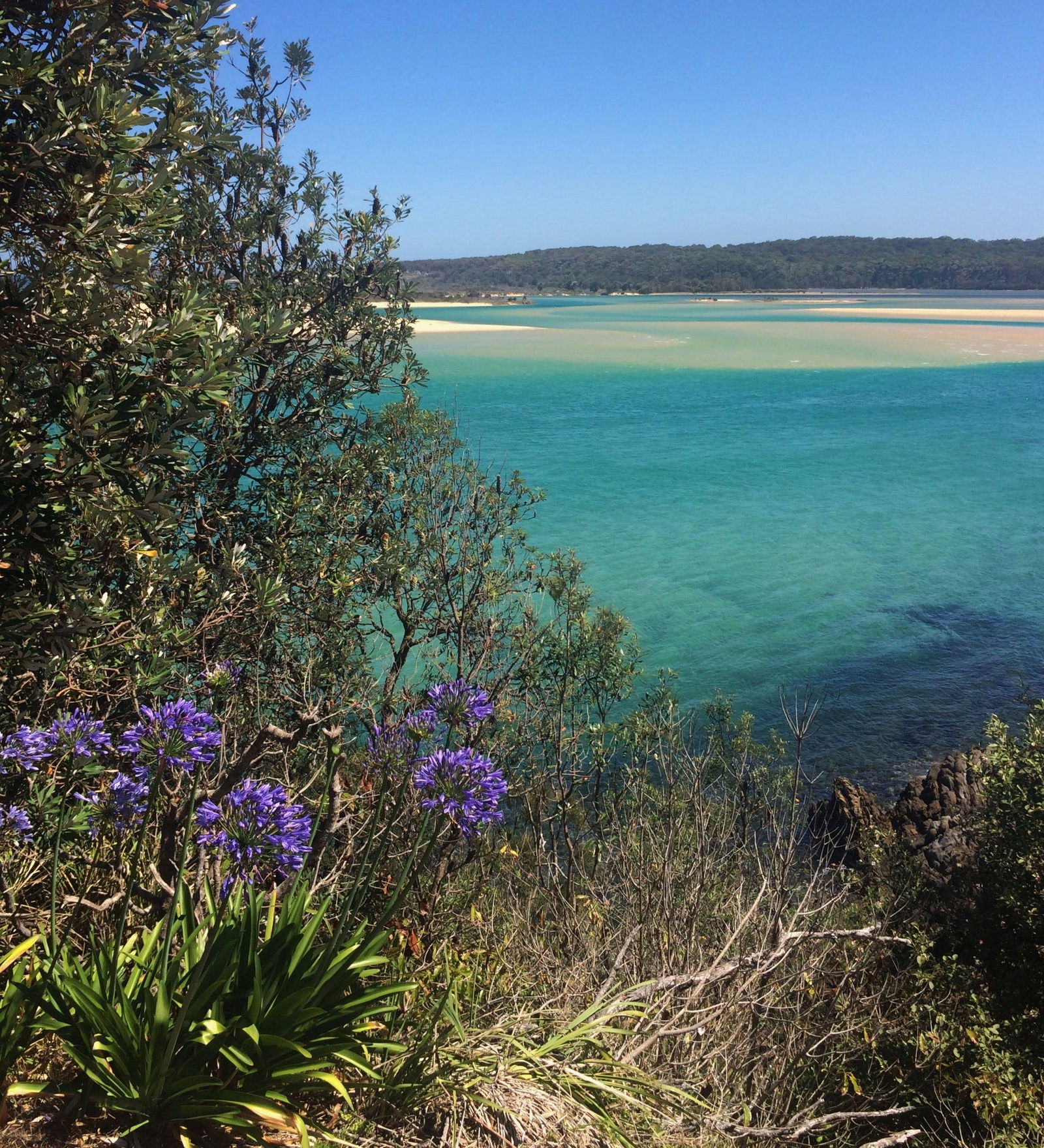 One Tree Point Lookout and Picnic Area Logo and Images