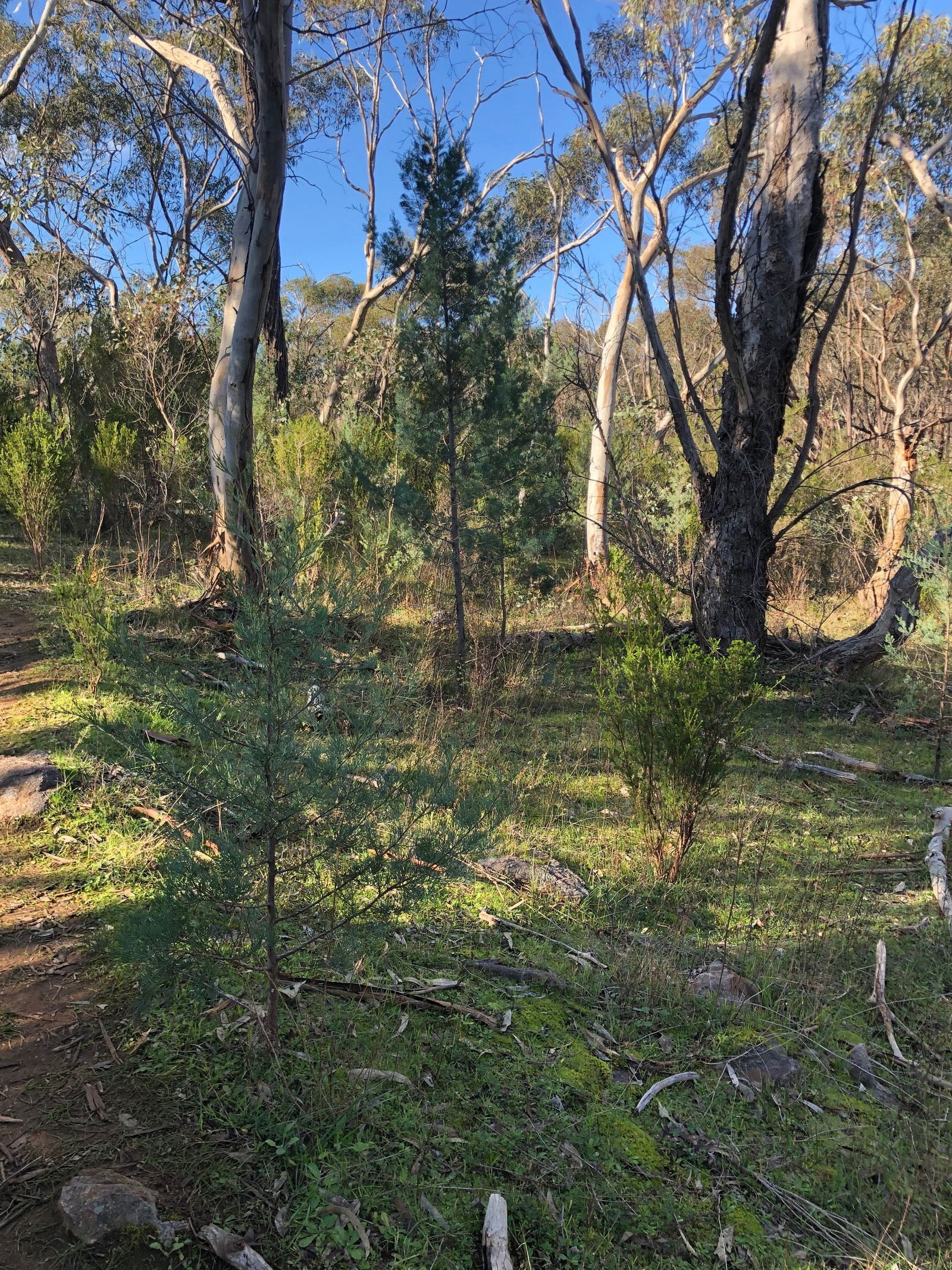 Pine Gully Nature Trail Logo and Images