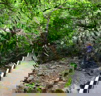 Rainforest Loop Walk Budderoo National Park - Tourism Brisbane