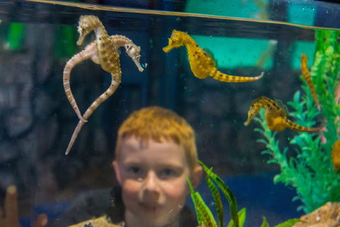 Seahorse World - Accommodation Directory 2