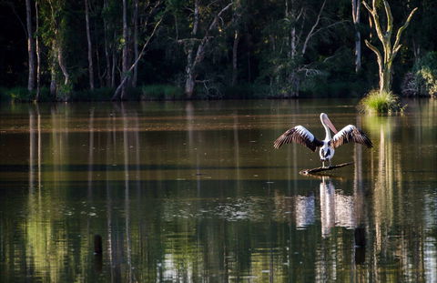 Seaham Swamp Nature Reserve - Accommodation Noosa 0