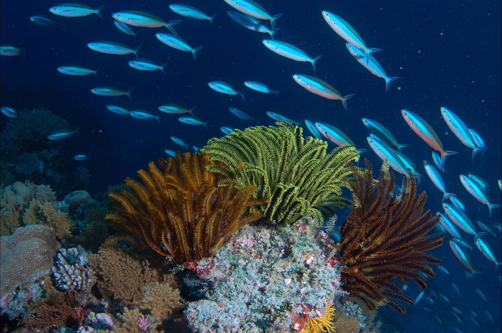Southern Small Detached Reef Dive Site