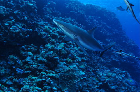Southern Small Detached Reef Dive Site - Whitsundays Accommodation 2