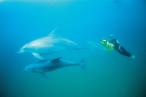 Swim With Dolphins Day Trip - Accommodation Port Hedland 2