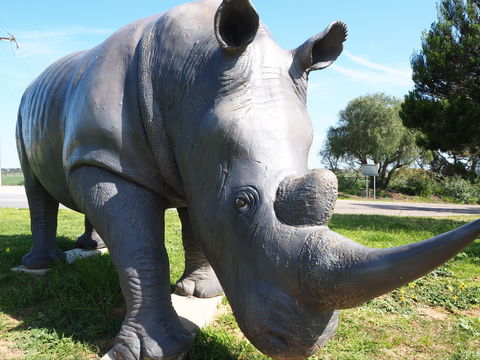 Tailem Bend Rhino Park And Dickson Reserve - Attractions 0