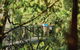 Tamborine Mountain - thumb 0