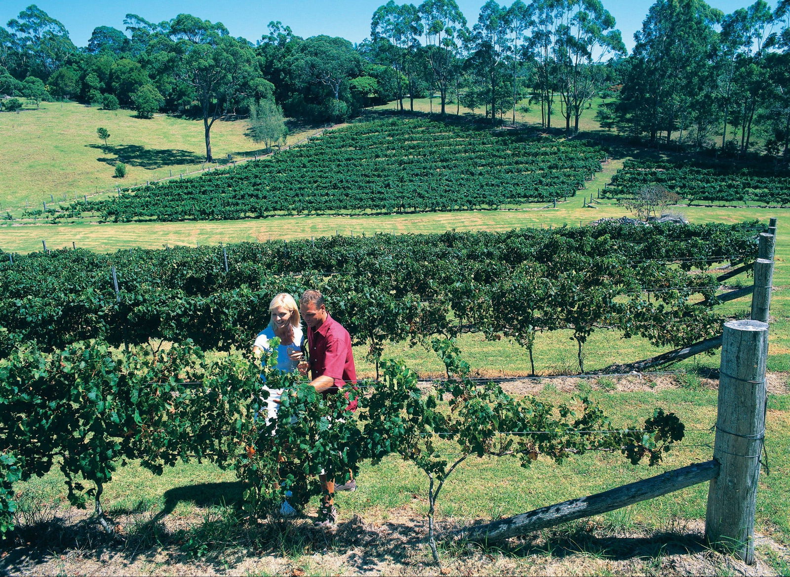 Tamborine Mountain Logo and Images