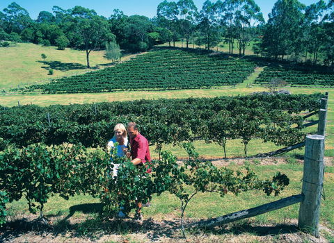Tamborine Mountain - YWait Travel 2