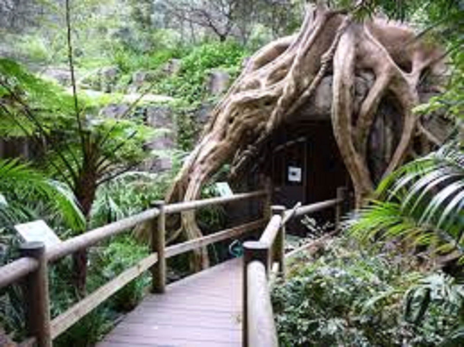 Tamborine Mountain Glow Worm Tours Logo and Images