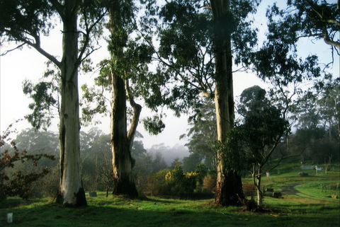 Tasmanian Arboretum Inc. - The - Hervey Bay Accommodation 1