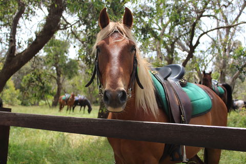 The Ranch - Attractions Perth 2