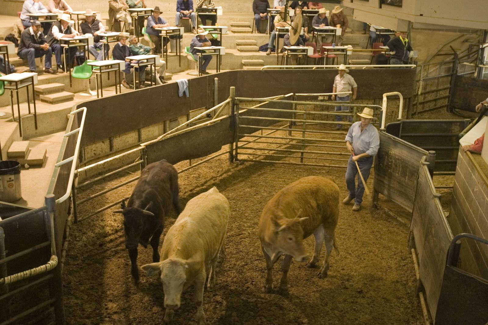 Wagga Wagga Livestock Marketing Centre - thumb 0