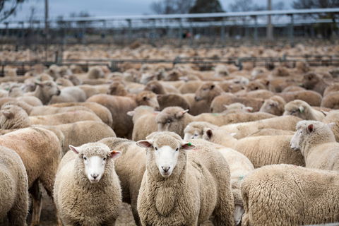 Wagga Wagga Livestock Marketing Centre - Caravan Park Accommodation 1