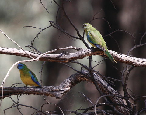 Warby-Ovens National Park - Accommodation VIC 0