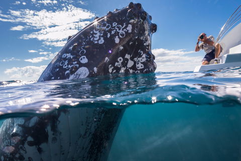 Whale Watching - Accommodation Port Hedland 0