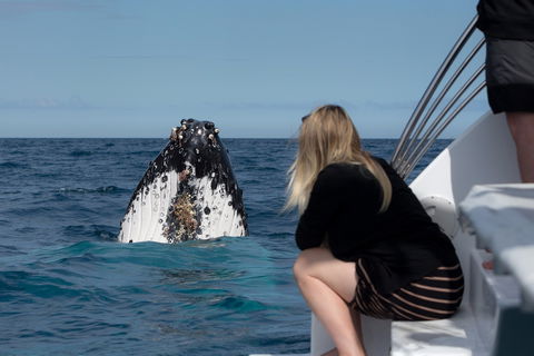 Whale Watching - Accommodation Port Hedland 1
